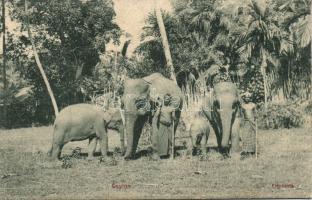 Ceylon people with elephants (fa)