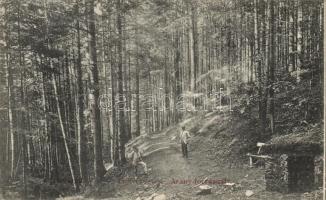 Lőcsefüred, Levoca Kúpele; Erdő az Arany-forrásnál. Singer kiadása / forest by the spring (EK)