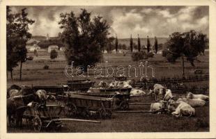 Göcsej Resting cattle