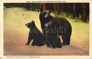 4 db főleg MODERN medvés motívumlap / 4 mostly modern animal motive postcards, bears