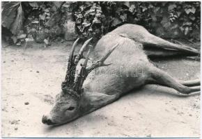 3 db MODERN vadászos motívumlap / 3 modern hunting motive postcards