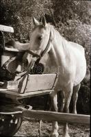 1968 Velencei-tó, Keveházi János (?-?) budapesti fotóművész hagyatékából 18 db szabadon felhasználha...