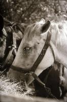 1968 Velencei-tó, Keveházi János (?-?) budapesti fotóművész hagyatékából 18 db szabadon felhasználha...