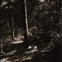 cca 1950 Szobából a természetbe, 13 db szolidan erotikus vintage negatív, 6x6 cm