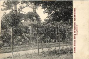 Szatmárnémeti, Satu Mare; Bertha Károly kereskedelmi műkertészete, dinnyés kert 6. / horticulture, melon garden (Rb)