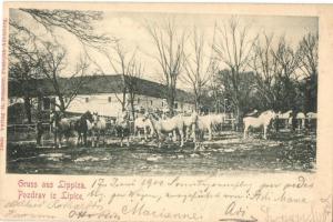 Lipica, Lipizza; stud farm, Lipizzan horses. M. Schaber (EK)