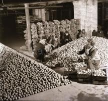 cca 1958 Tiszavölgyi József (1909-?) budapesti fotóriporter hagyatékából 10 db szabadon felhasználha...