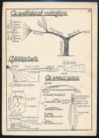 Vázlatok a természetrajztanításához. Összeállította és rajzolta: Jegyes Sándor. A Gyakorló Polgári I...