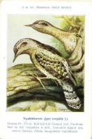 Nyaktekercs (Jynx torquilla L.) A Madártani Intézet kliséi; Hazai Madaraink képsorozat / Eurasian wryneck s: Csörgey T.