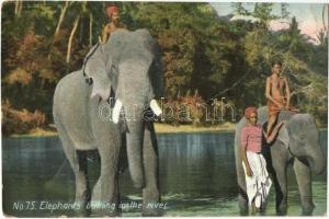 Elephants bathing in the river. Ceylon, Sri Lankan folklore. The Colombo Apothecaries Co. Ltd. No. 75. (fa)