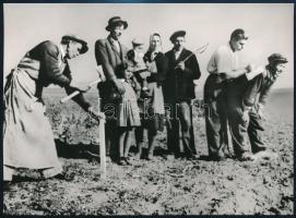 cca 1948-1950 Gabonalap, szántási-vetési terv + fotó az 1945-ös földosztásról