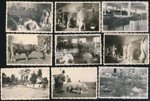 cca 1930 Állatvásár Pécs környékén, 17 db fotó, az egyik hátulján feliratozva, 6×9 cm
