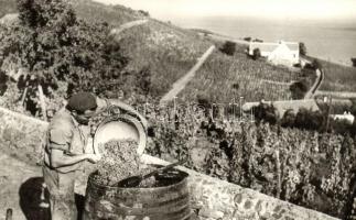 Badacsony - 8 db modern városképes lap: Borkóstoló, Aszú válogatás, Hegyalja, Móló, autóbusz, Tátika...