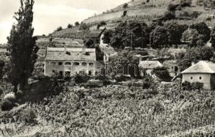 Badacsony - 8 db modern városképes lap: Borkóstoló, Aszú válogatás, Hegyalja, Móló, autóbusz, Tátika...