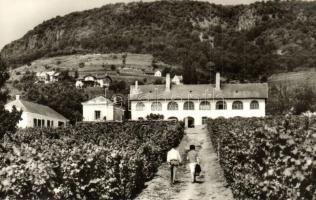 Badacsony - 8 db modern városképes lap: Borkóstoló, Aszú válogatás, Hegyalja, Móló, autóbusz, Tátika...