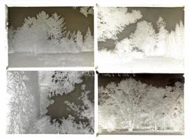 cca 1952 Szarvas, arborétum, 11 db professzionális minőségű, nagyméretű síkfilm negatív a növényekrő...