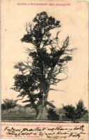 1904 Szentgotthárd, 1000 éves óriás tölgyfa a szentgotthárdi csata színhelyéről, melynek árnyékában Montecuccoli hadvezér táborozott. Kiadja Wellisch B. (kis szakadás / small tear)