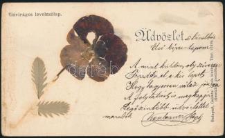 1899 Élővirágos levelezőlap. Galantai Gyula kiadása / Greeting card with real flower (EK)