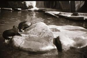 cca 1940 Budapest BNV, Szent Jobb körmenet, városképek 36 db  fotónegatív negatív tartóban