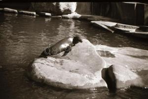 cca 1940 Budapest BNV, Szent Jobb körmenet, városképek 36 db  fotónegatív negatív tartóban