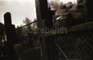 cca 1940 Budapest BNV, Szent Jobb körmenet, városképek 36 db  fotónegatív negatív tartóban