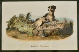 cca 1850 Spanyol vadászkutyát ábrázoló lithográfia 28x18 cm, paszpartuban. / Spanish dog lithography.