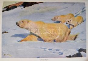 Brehm: Az állatok világa V. Emlősök. Ragadozó emlősök - Úszólábúak - Rágcsálók. Szerk. Dr. Éhik Gyul...