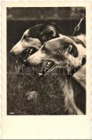 4 db RÉGI állatos motívumlap / 4 pre-1945 animal motive postcards