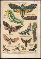 A kis lepkegyűjtő. Utasítás a kiválóbb lepkék megismerésére és gyűjtésére. Fordította Bein Károly. B...