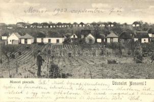 1903 Monor, Monori pincék, szőlőtelep, szőlőskertek (EK)