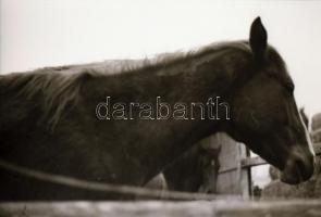 cca 1940 Budapest Szent Jobb körmenet és egyéb képek, 36 db városképes fotónegatív negatív tartóban