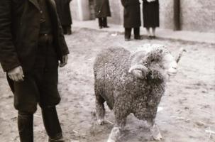cca 1940 Budapest Szent Jobb körmenet és egyéb képek, 36 db városképes fotónegatív negatív tartóban