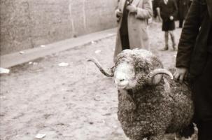 cca 1940 Budapest Szent Jobb körmenet és egyéb képek, 36 db városképes fotónegatív negatív tartóban