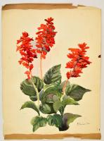 Benczúr jelzéssel: Paprikavirág. Akvarell, papír, 30×23 cm