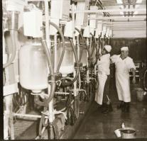 cca 1965 Sinka Antal (?-?) hagyatékából (aki a velencei AGROKOMPLEX fotósa volt az 1960-as, 1970-es ...