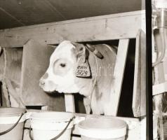 cca 1965 Sinka Antal (?-?) hagyatékából (aki a velencei AGROKOMPLEX fotósa volt az 1960-as, 1970-es ...