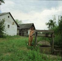 cca 1983 Szüret előtti hangulat, szolidan erotikus felvételek, 9 db vintage negatív Menesdorfer Lajo...