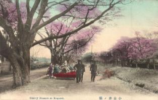 Tokyo, Koganei; Cherry blossom