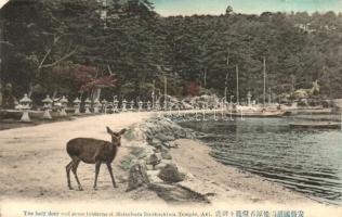 Aki, holy deer and stone lanterns at Matsubara Itsukushima Temple