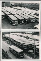 cca 1960 Ikarus autóbuszok a telephelyen, 2 db fotó, 9x12 cm