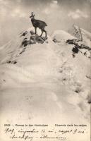 SVÁJC / SWITZERLAND 1900-1940. 320 db régi képeslap / 320 vintage postcards