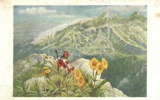 Tátra, Magas Tátra; növényvilág / flora - 3 db régi képeslap / 3 pre-1945 postcards