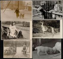Kutyákról készült felvételek tétele, 13 db vintage fotó különféle korokból, 14,5x10 cm és 8x12,5 cm ...
