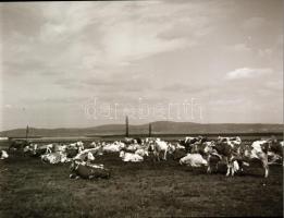 cca 1920-1940 Fotó és negatív tétel szinte mind háború előtti városképeket tartalmazó, budapesti és ...