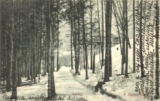 Tátra, Téli kép a fák között, szálloda a háttérben. Divald Károly 2076-1909. / winter, hotel in the background