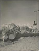 cca 1920-1940 Kerny István (1879-1963): Itatás a bugaci pusztában, pecséttel jelzett vintage fotóművészeti alkotás, a hátoldalán feliratozva, a sarkában kis sérüléssel, 21x16 cm