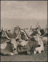 cca 1920-1940 Kerny István (1879-1963): Szilaj pásztorkodás a Hortobágyon, A cifra gulya delel, pecséttel jelzett vintage fotóművészeti alkotás, a hátoldalán feliratozva, a sarkában kis sérüléssel, 21x16 cm