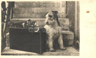 4 db VEGYES kutya motívumlap / 4 mixed dog motive postcards