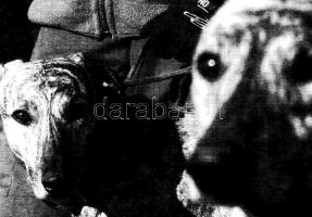 4 db VEGYES kutya motívumlap / 4 mixed dog motive postcards