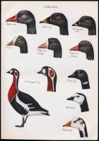 Dr. Sterbetz István: Vízivad. Bp.,1972, Mezőgazdasági Kiadó. Szövegközti fekete-fehér fotókkal, és á...